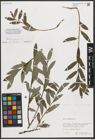 Foto von Salix purpurea L.